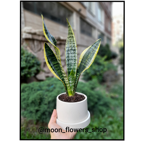 گلدان بتنی استوانه با سانسوریا کراواتی ابلق