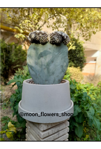 نمای کلی گل