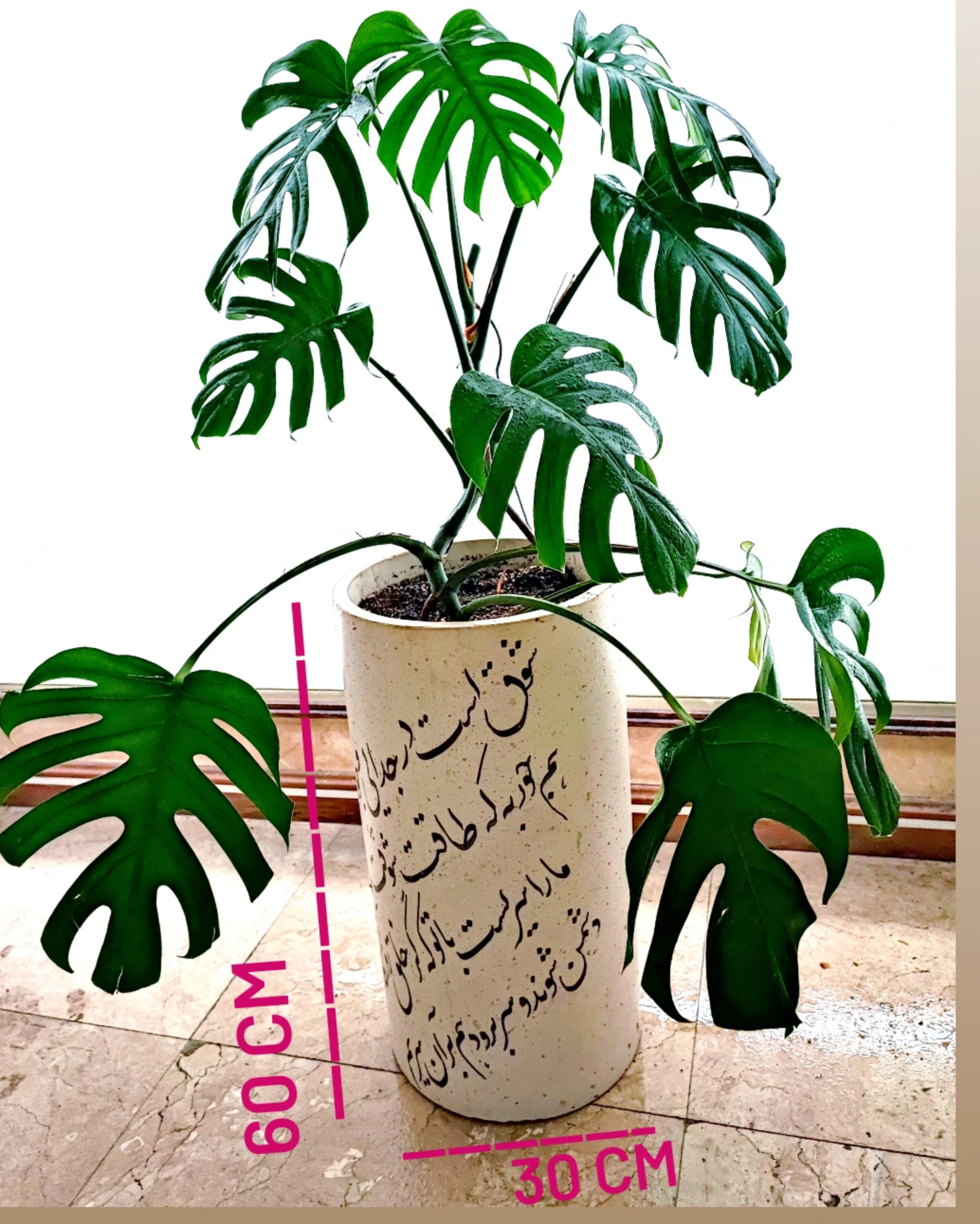 مانسترا آدانسونی و گلدان خطاطی شده