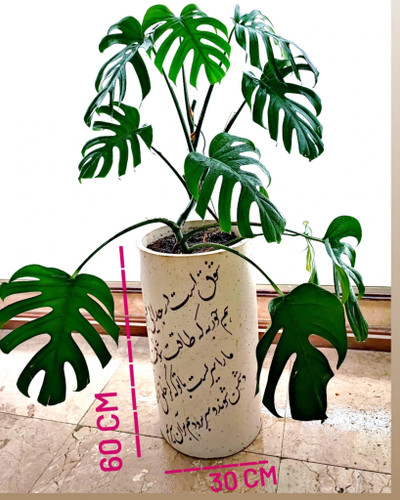 مانسترا آدانسونی و گلدان خطاطی شده