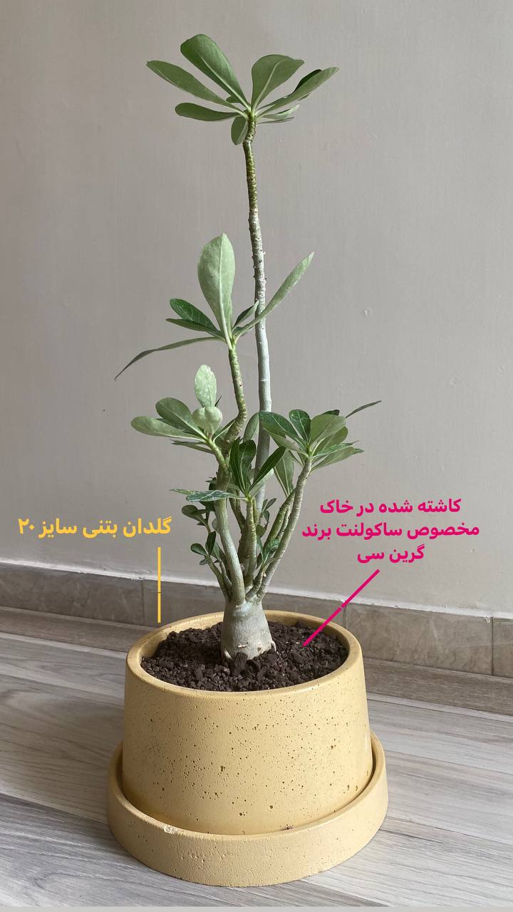 بنسای آدنیوم